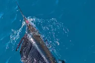 Key West Deep Sea Fishing 6 Hr thumbnail 5