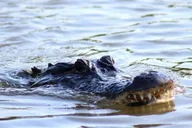 New Orleans Swamp Tour on Pontoon Boat thumbnail 2