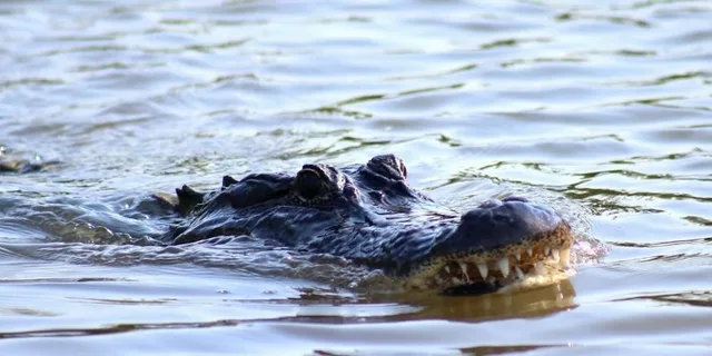 New Orleans Swamp Tour on Pontoon Boat - Image 2