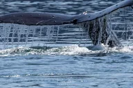 Juneau Whale Watching Tour 3.5 Hours thumbnail 3