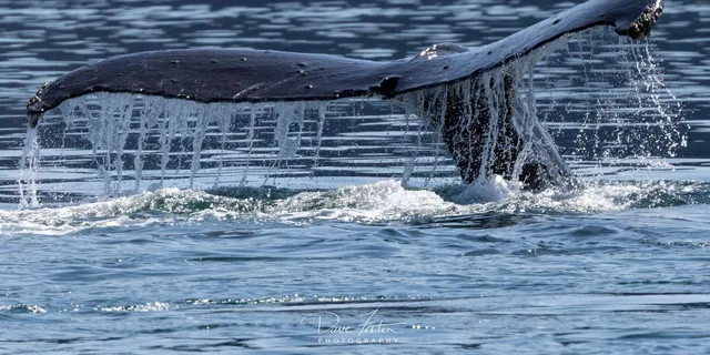 Juneau Whale Watching Tour 3.5 Hours - Image 3