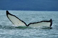 Juneau Whale Watching Cruise 4 hr thumbnail 4
