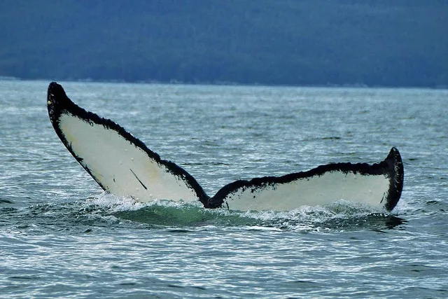 Juneau Whale Watching Cruise 4 hr - Image 4