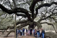 Charleston Tea Plantation and Winery Tour thumbnail 1