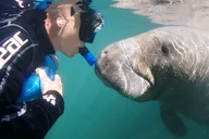 Crystal River Manatee Swim Tour with Heated Boat thumbnail 1