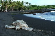 Hawaii Private Island Volcano Tour thumbnail 6