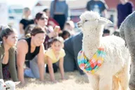 Arizona Goat and Alpaca Yoga thumbnail 4