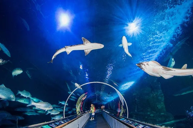 San Francisco Aquarium of the Bay Admission - Image 2