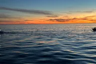 Oceanside Whale Watching Tour 150 Min thumbnail 4