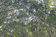 Marco Island Mangrove Kayak Tour 2 hr thumbnail 4