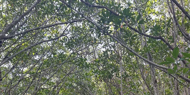 Marco Island Mangrove Kayak Tour 2 hr - Image 4