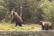 Kenai River Fishing Trip thumbnail 5