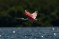 Tierra Verde Kayak Tour in Mangrove Preserve thumbnail 4
