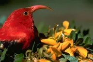 Hakalau Forest Bird Watching Adventure thumbnail 1