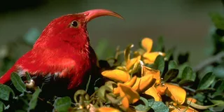 Hakalau Forest Bird Watching Adventure