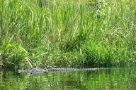 Alligator River Kayak Adventure thumbnail 3