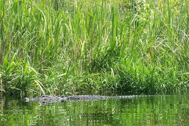 Alligator River Kayak Adventure - Image 3