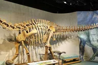 Denver Museum of Nature and Science Digital Tour thumbnail 1
