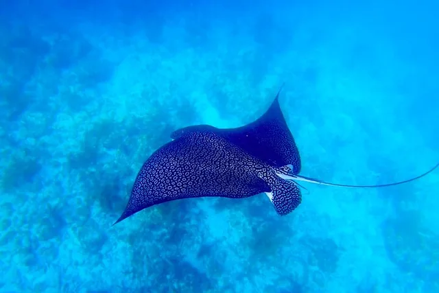 Key West Reef Snorkeling Adventure - Image 4