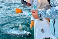 Key West Tarpon Fishing Charter at Sunset thumbnail 5