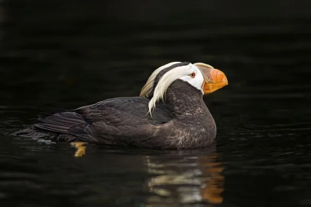 Port Townsend Wildlife Watching Cruise 3 hr - Image 5