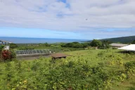 Kona Coffee Farm Tour thumbnail 2