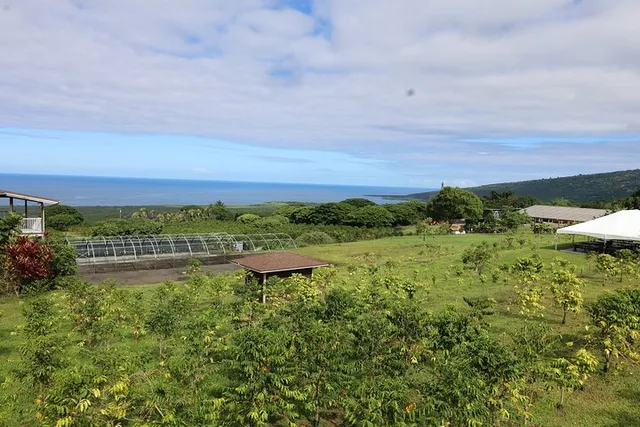 Kona Coffee Farm Tour - Image 2