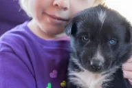 Skagway Sled Dog Adventure and Gold Panning 4.5 hr thumbnail 3