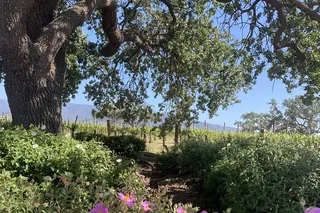 Santa Barbara Wine Tour