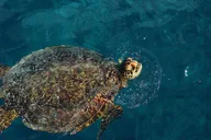 Honolulu Swim, Snorkel & Sail 2 hr thumbnail 2