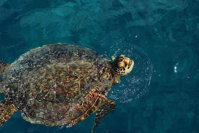 Honolulu Swim, Snorkel & Sail 2 hr - Image 2
