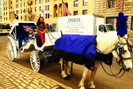 New York City Central Park Horse Carriage Tour thumbnail 2