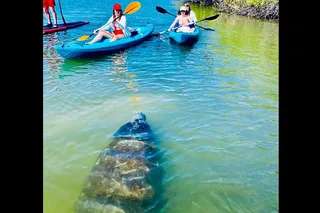 St. Augustine Kayak Adventure with Dolphins