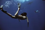 Haleiwa Shark Dive Experience thumbnail 3