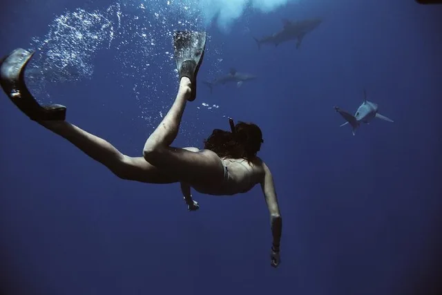Haleiwa Shark Dive Experience - Image 3