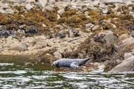Ketchikan Alaskan Wildlife & Scenery Private Tour thumbnail 4