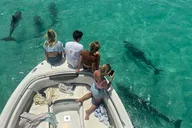 Key West Dolphin Watching and Snorkeling thumbnail 4