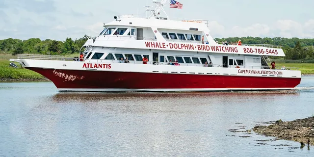 Cape May Whale and Dolphin Watching Cruise - Image 2