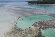 Key West Eco Sandbar Snorkeling Tour thumbnail 5