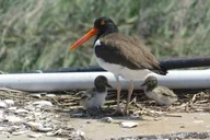 Cape May Eco-Cruise Osprey Birding 2 hr thumbnail 1