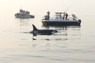 Orcas Island Whale Watching Tour thumbnail 3