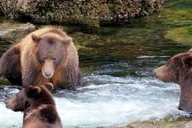 Sitka Private Yacht Cruise of Southeast Alaska thumbnail 4