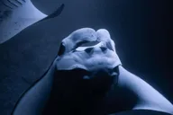 Kona Manta Ray Night Snorkel 2 hr thumbnail 3