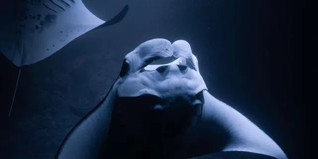 Kona Manta Ray Night Snorkel 2 hr - Image 3