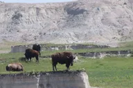 Rapid City Badlands Sunset and Night Sky Tour thumbnail 4