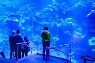 San Francisco California Academy of Sciences Tour thumbnail 3