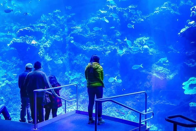 San Francisco California Academy of Sciences Tour - Image 3