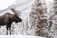 Jackson Grand Teton and National Elk Refuge Winter Day Trip thumbnail 2