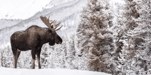 Jackson Grand Teton and National Elk Refuge Winter Day Trip - Image 2