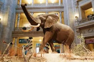 Washington D.C. Smithsonian Museum Chinese Tour 1.5 hr thumbnail 3